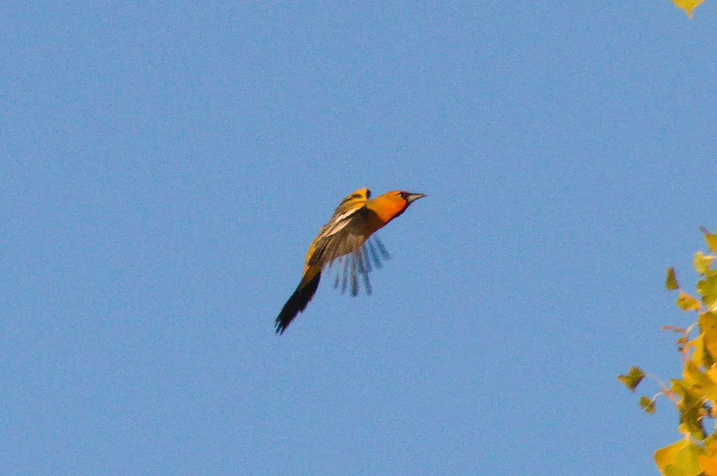 红头拟鹂(Icterus pustulatus)