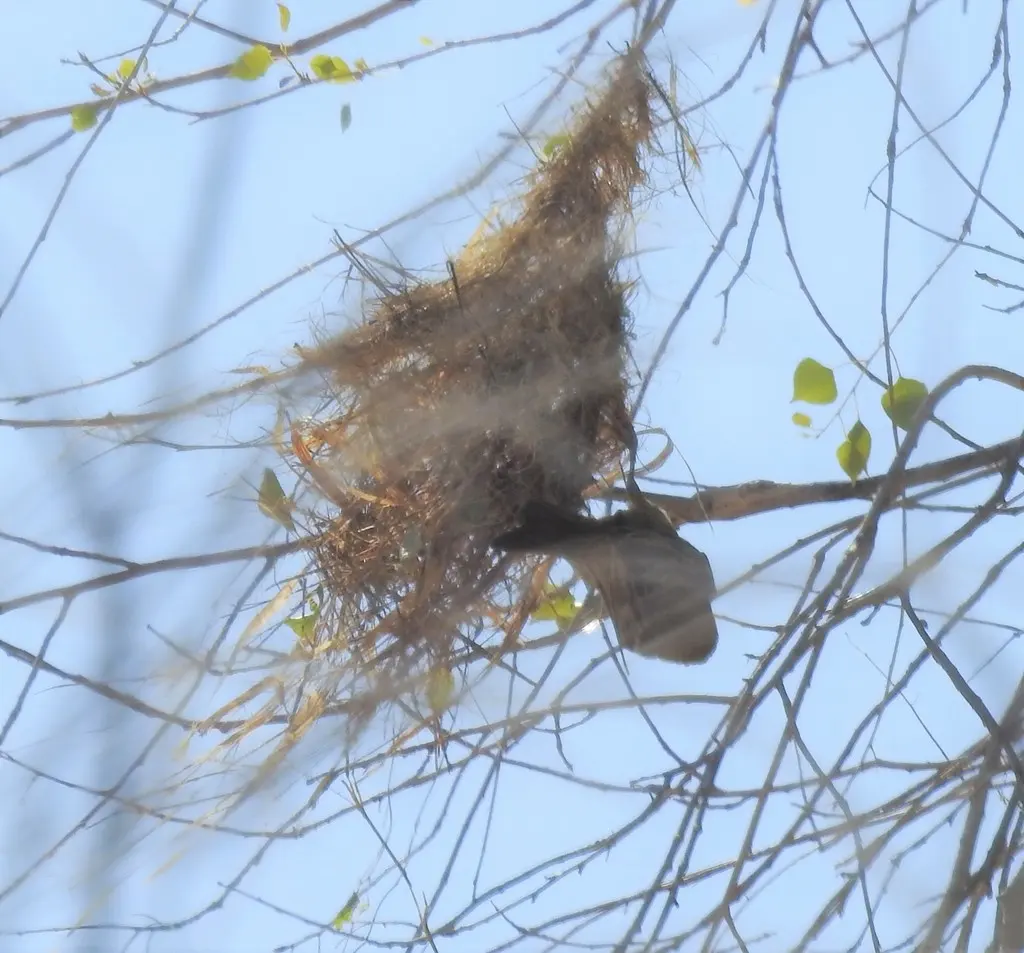 红头拟鹂(Icterus pustulatus)