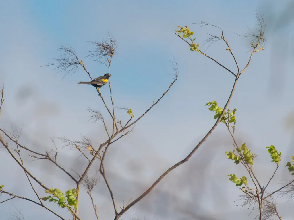 杂色黑拟鹂(Icterus pyrrhopterus)