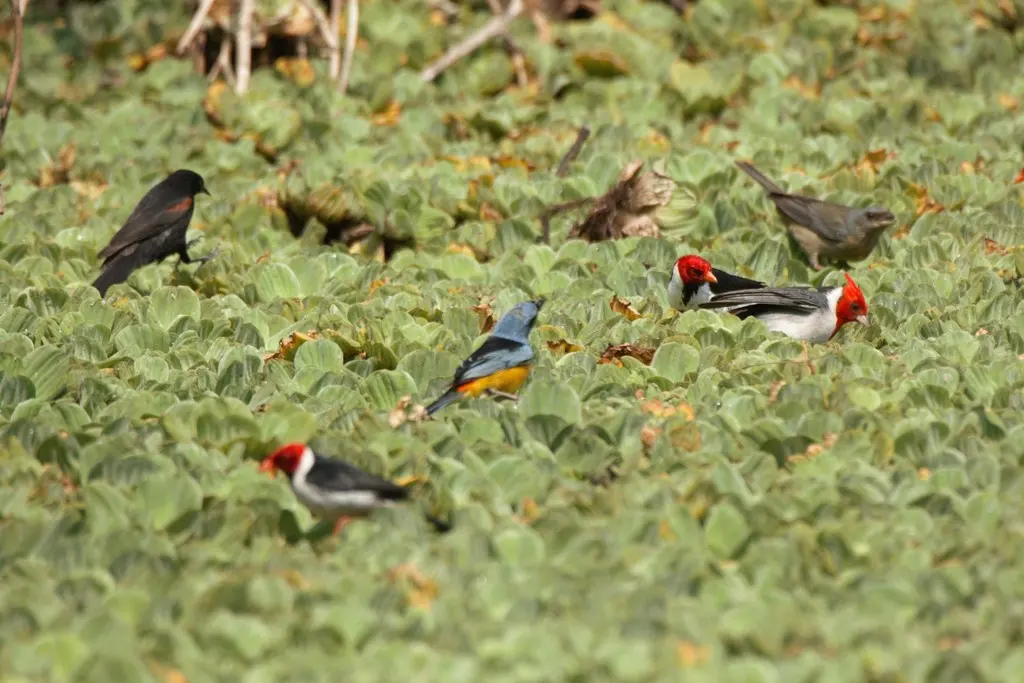 杂色黑拟鹂(Icterus pyrrhopterus)