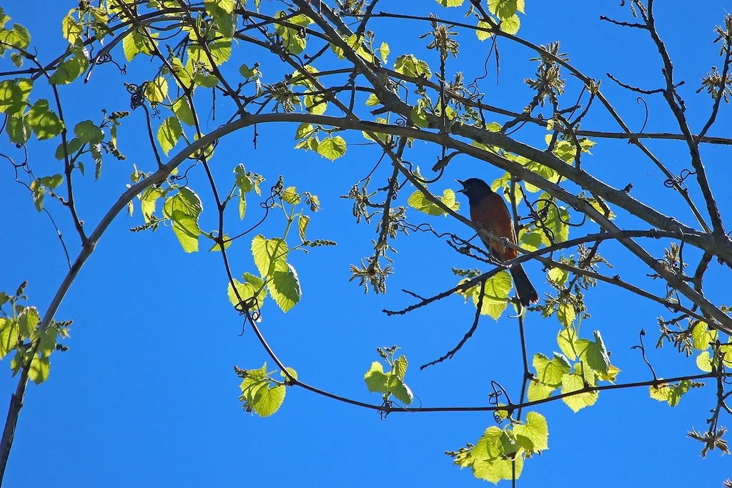 圃拟鹂(Icterus spurius)