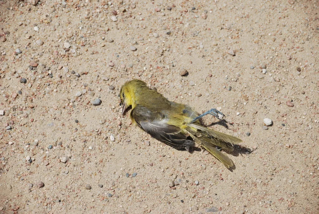 圃拟鹂(Icterus spurius)