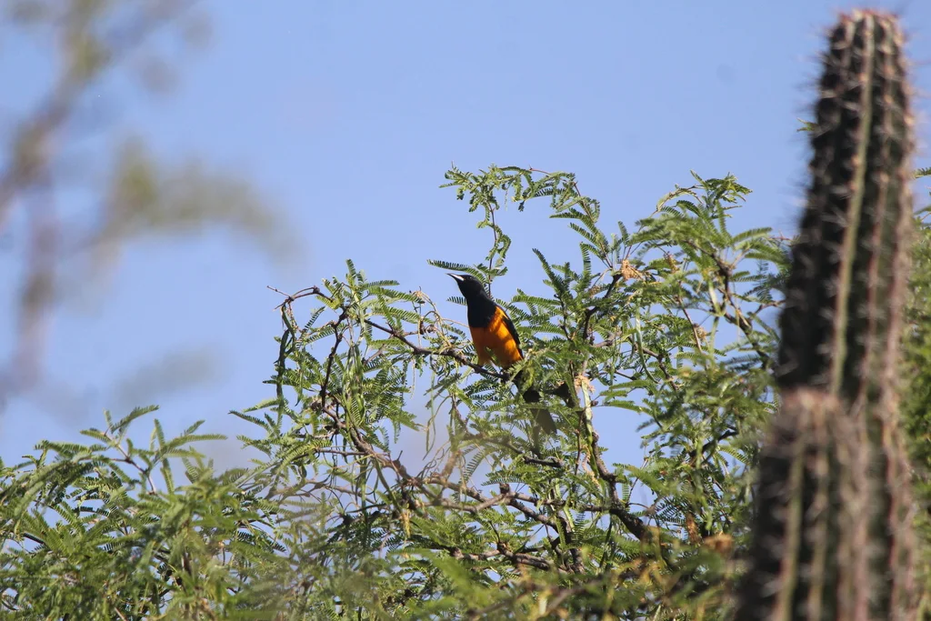 黑臀拟鹂(Icterus wagleri)