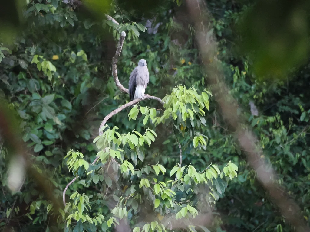 渔雕(Icthyophaga humilis)