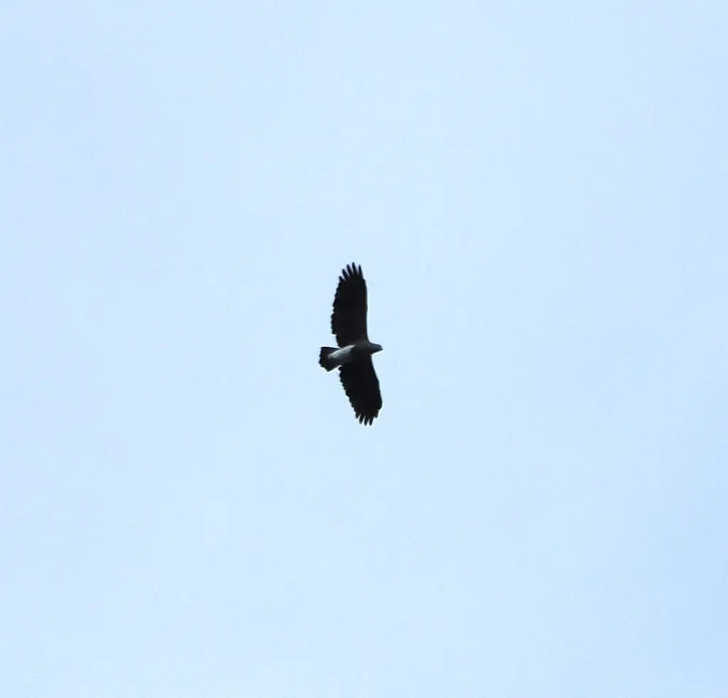 渔雕(Icthyophaga humilis)
