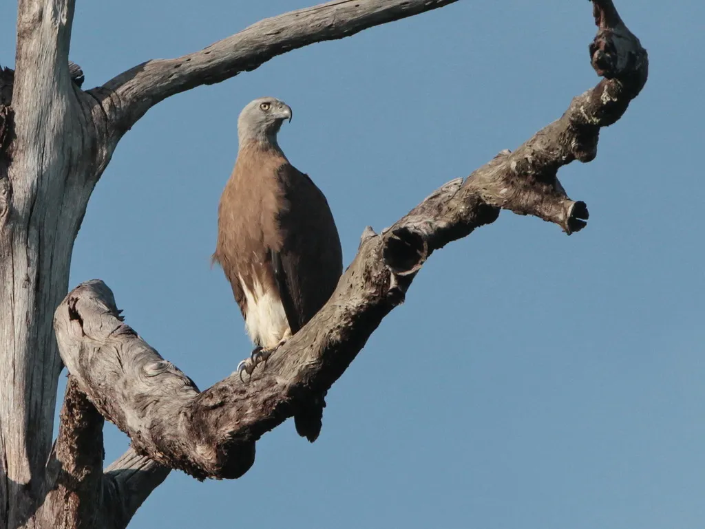灰头渔雕(Icthyophaga ichthyaetus)
