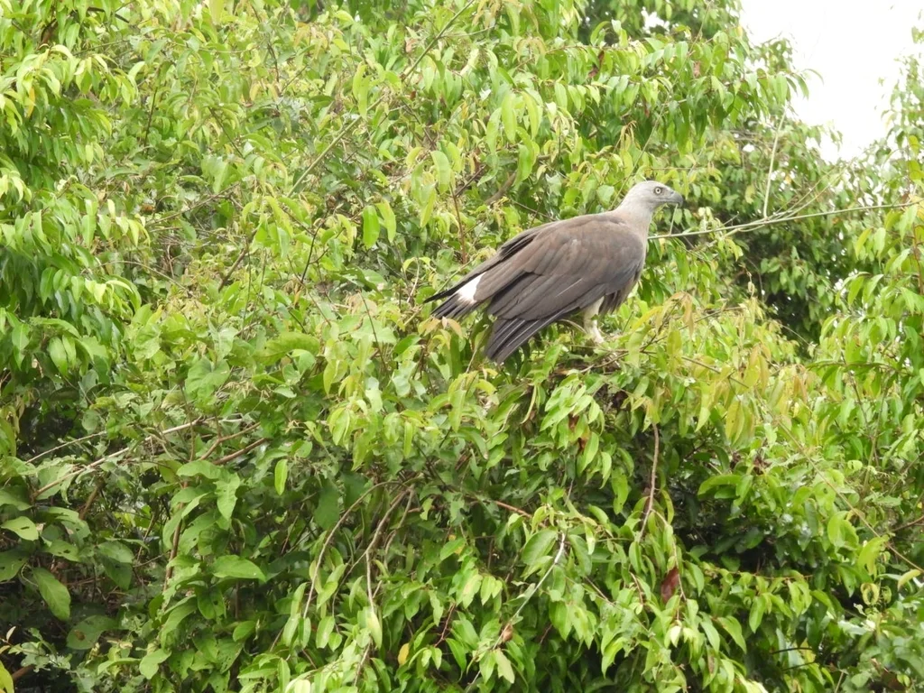 灰头渔雕(Icthyophaga ichthyaetus)