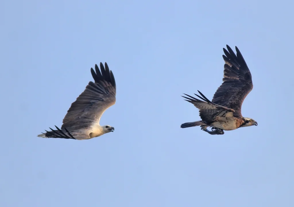 白腹海雕(Icthyophaga leucogaster)