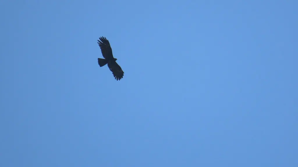 林雕(Ictinaetus malaiensis)