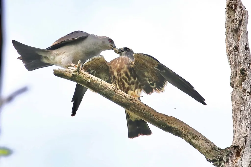 密西西比灰鸢(Ictinia mississippiensis)