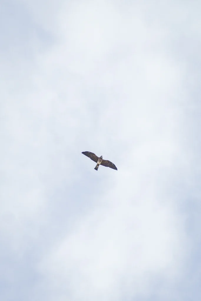 密西西比灰鸢(Ictinia mississippiensis)