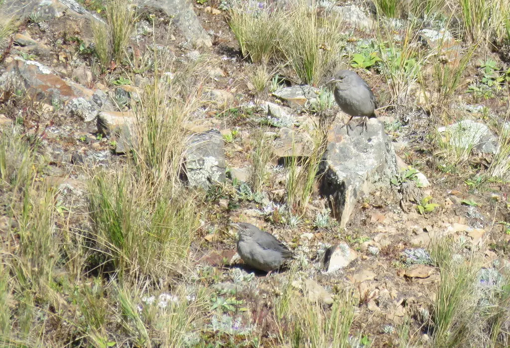 短尾雀鹀(Idiopsar brachyurus)