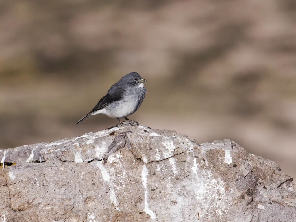 白喉岭雀鹀(Idiopsar erythronotus)
