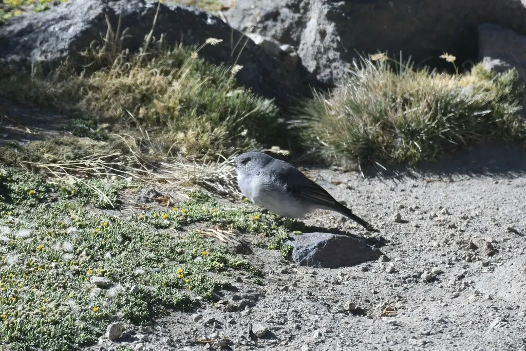 白喉岭雀鹀(Idiopsar erythronotus)