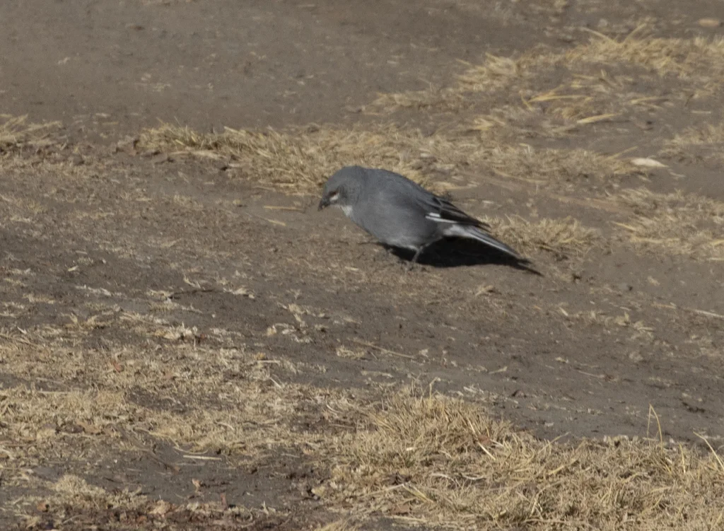 白翅迪卡雀（Idiopsar speculifer）