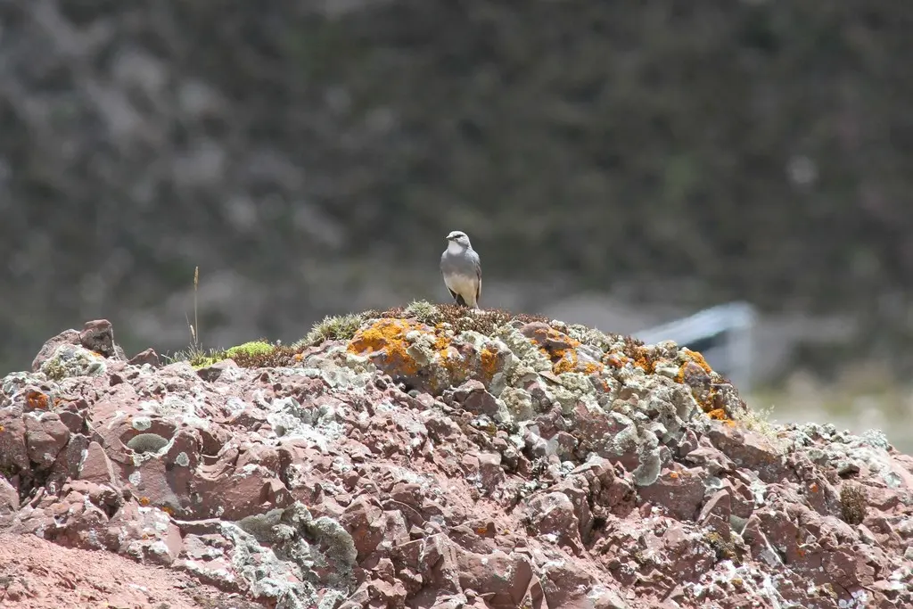 白翅迪卡雀（Idiopsar speculifer）