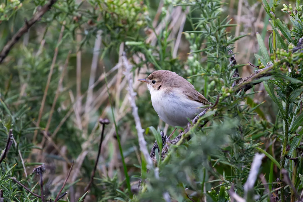靴篱莺(Iduna caligata)