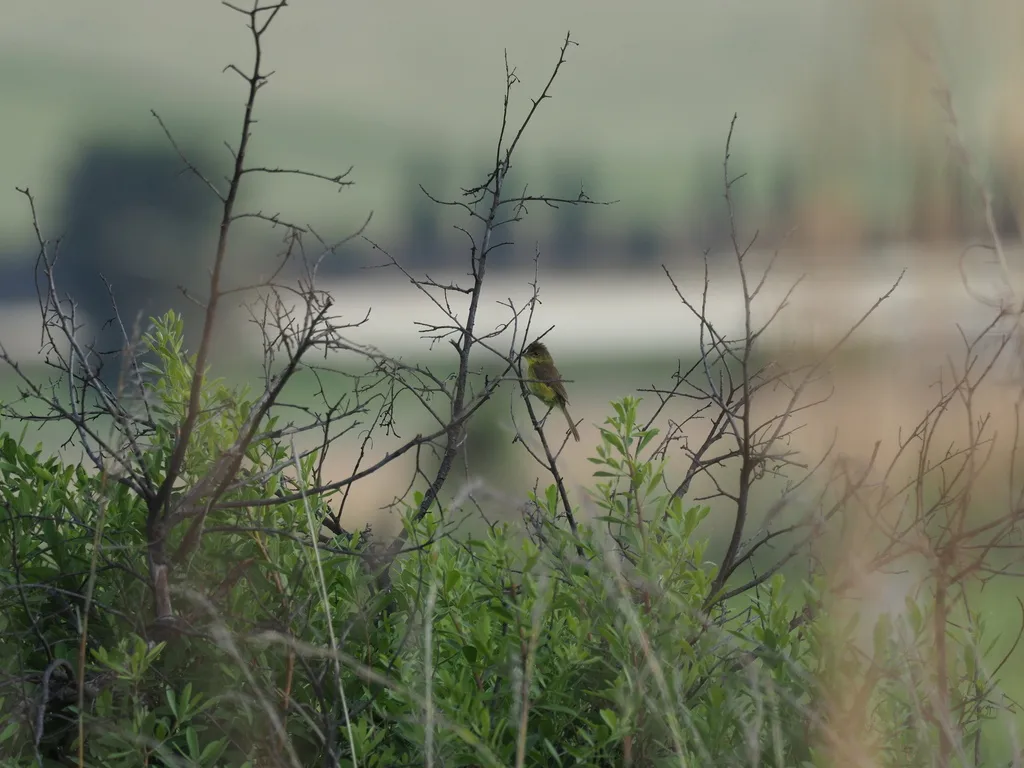 黄捕蝇莺(Iduna natalensis)