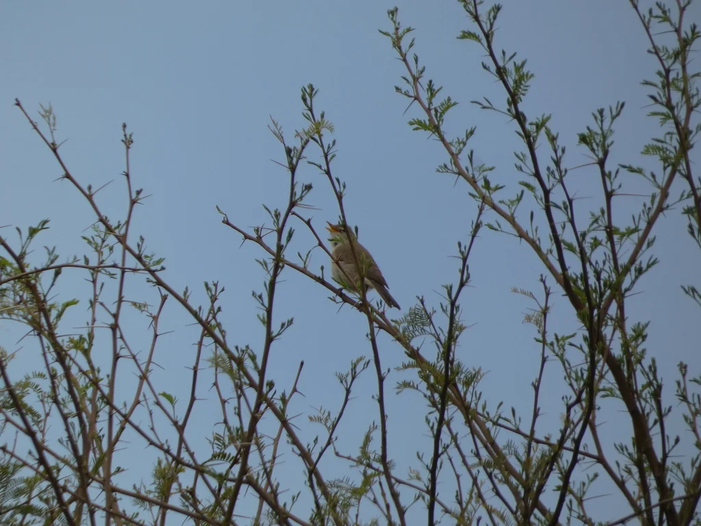 西草绿篱莺(Iduna opaca)