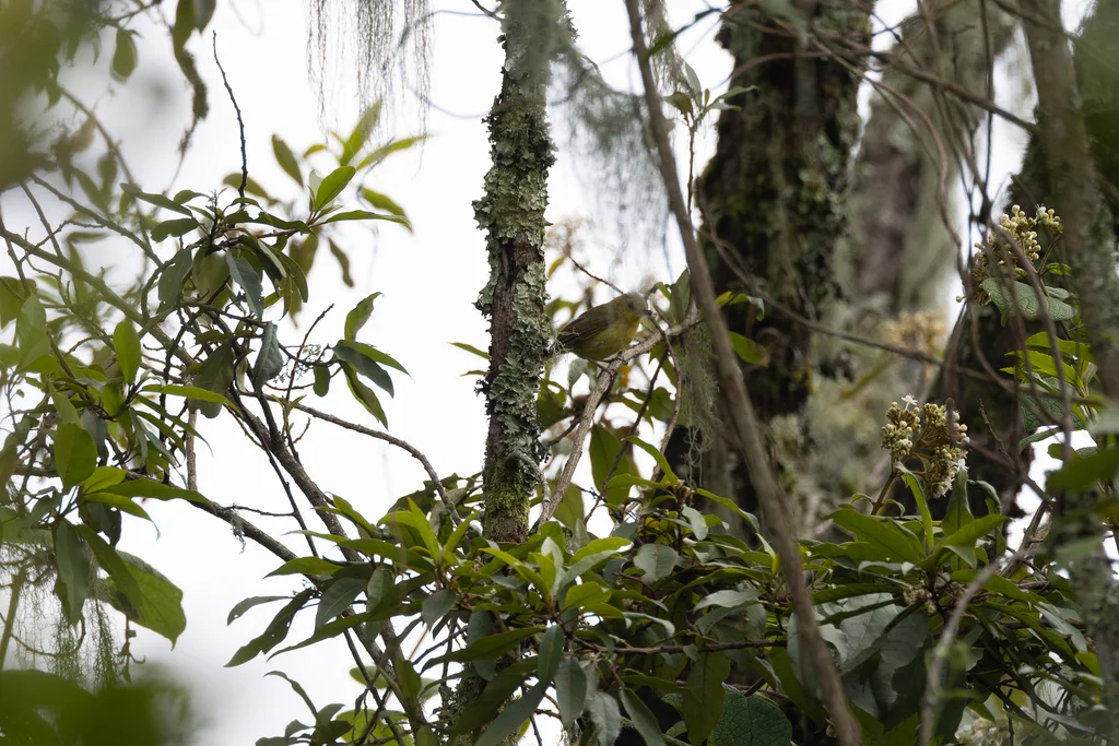 山捕蝇莺(Iduna similis)