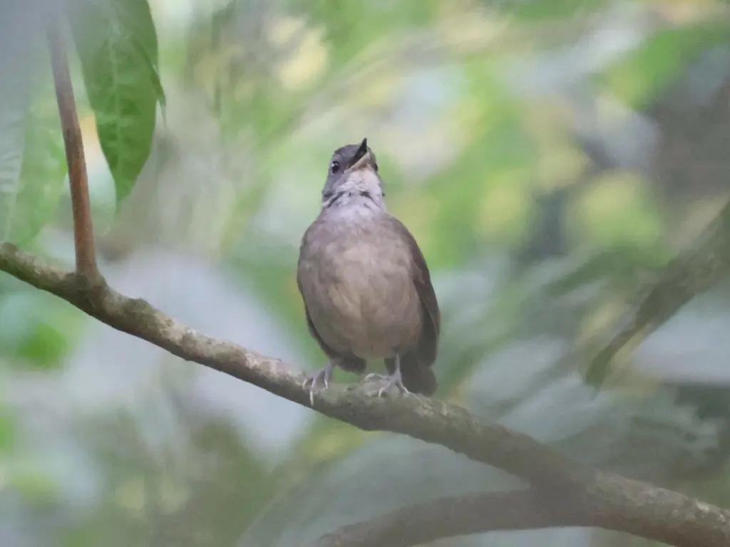 白胸非洲雅鹛（Illadopsis albipectus）