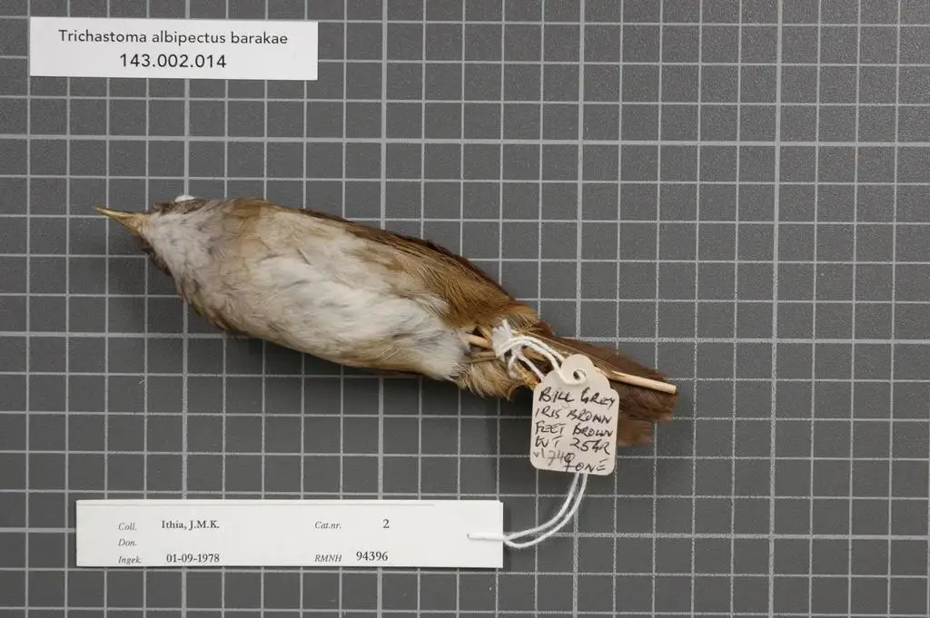 白胸非洲雅鹛（Illadopsis albipectus）