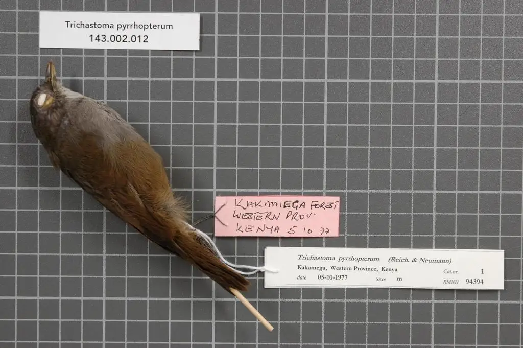 山非洲雅鹛(Illadopsis pyrrhoptera)