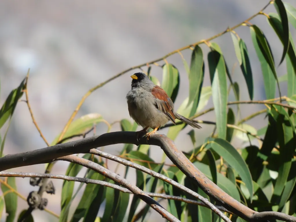 棕背印加雀(Incaspiza personata)