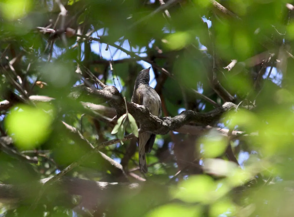 鳞喉响蜜䴕(Indicator variegatus)