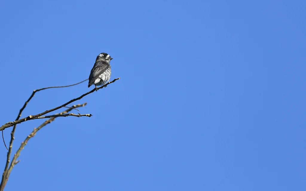 白眉紫须伞鸟(Iodopleura isabellae)