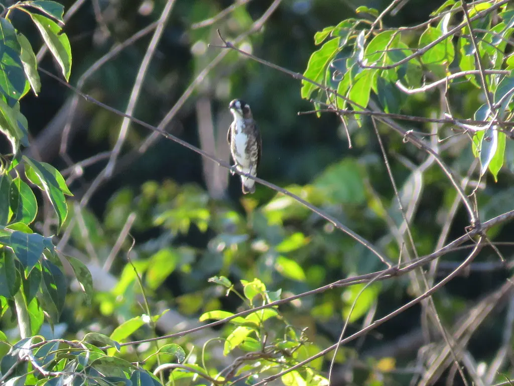 白眉紫须伞鸟(Iodopleura isabellae)