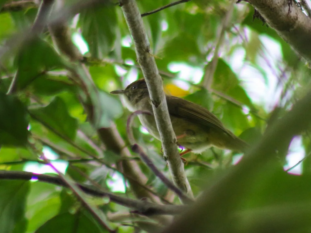 灰眼短脚鹎(Iole propinqua)
