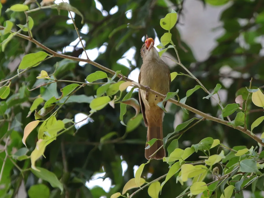 黄眉绿鹎(Iole viridescens)