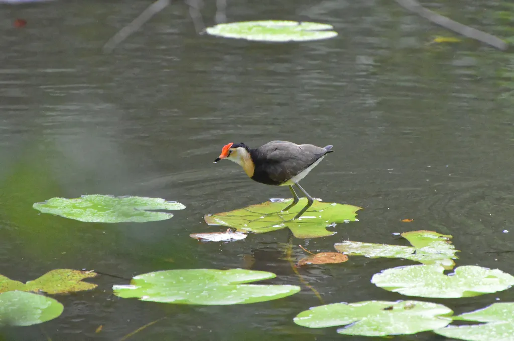 冠水雉(Irediparra gallinacea)