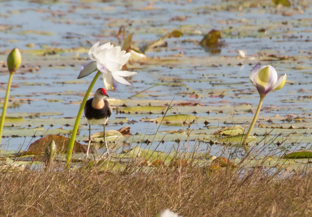 冠水雉(Irediparra gallinacea)