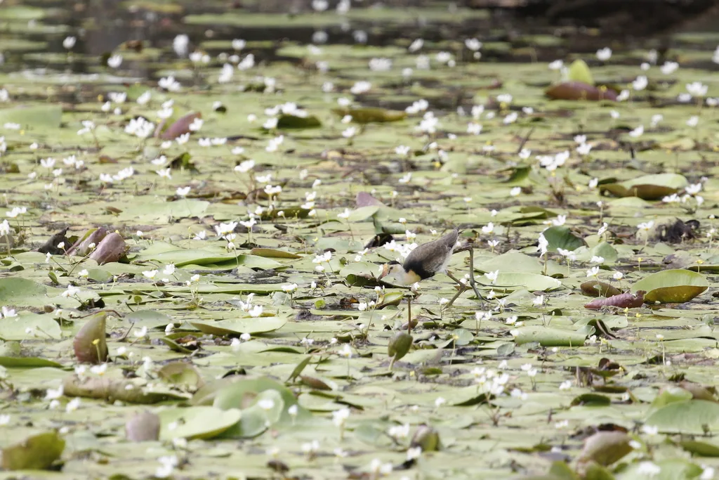 冠水雉(Irediparra gallinacea)