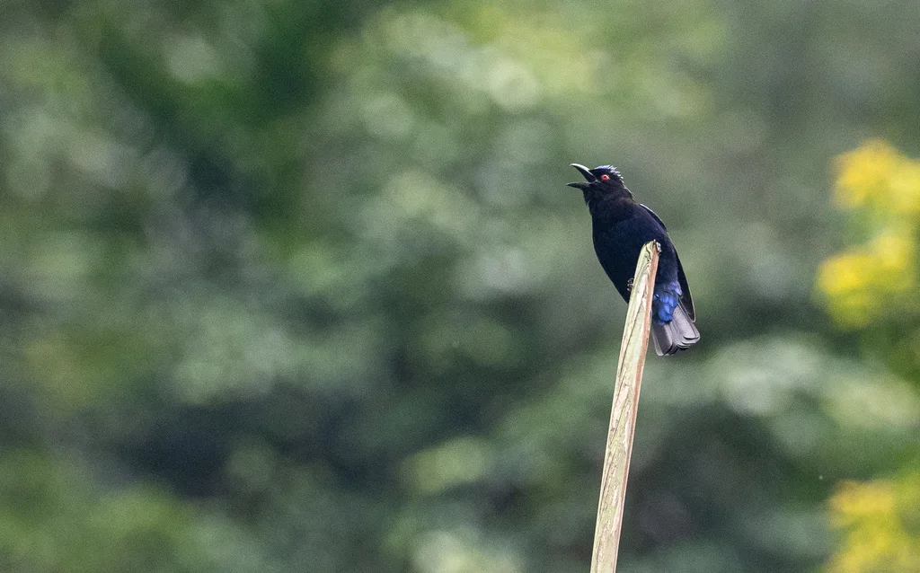 蓝腹和平鸟(Irena cyanogastra)