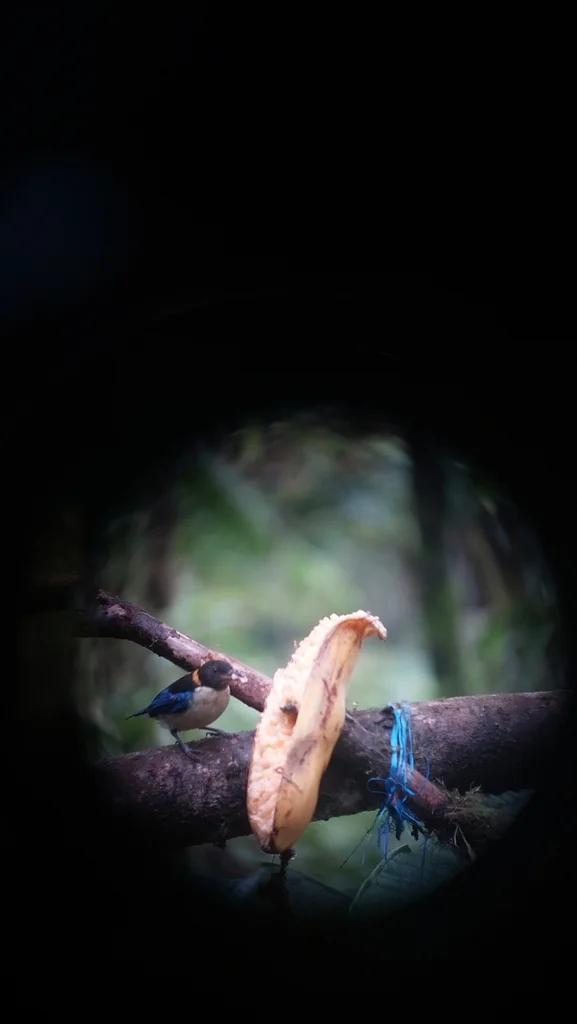 金领旋蜜雀(Iridophanes pulcherrimus)