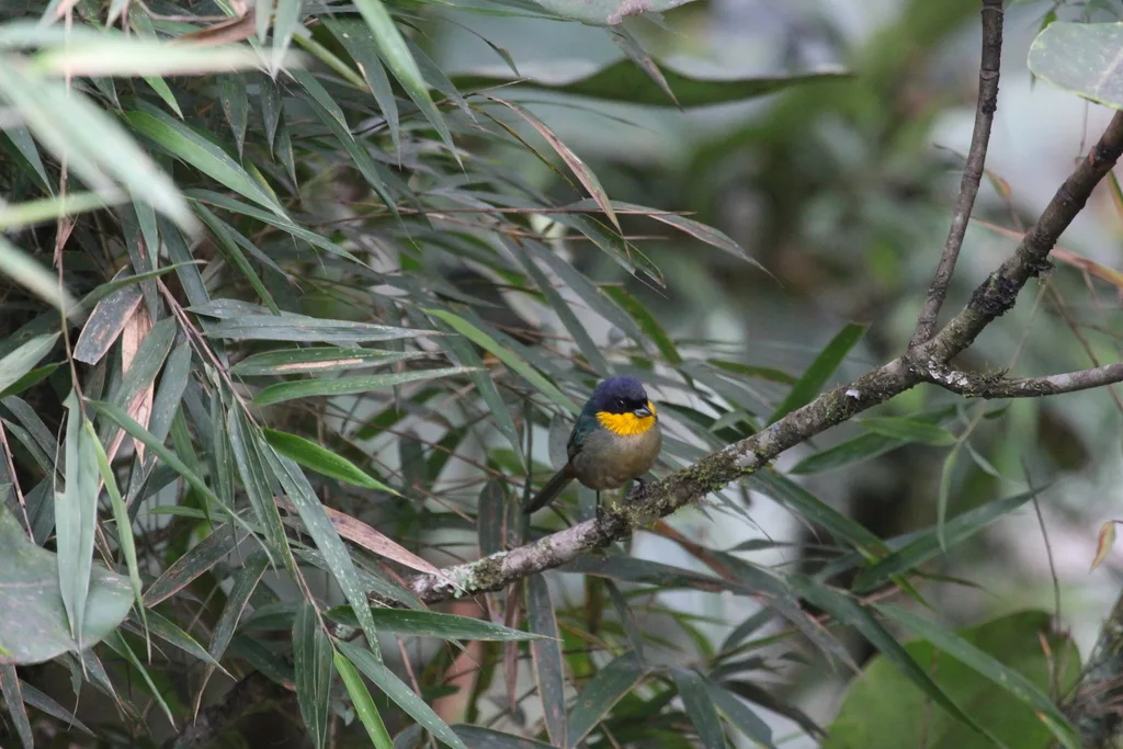 黄喉彩裸鼻雀(Iridosornis analis)