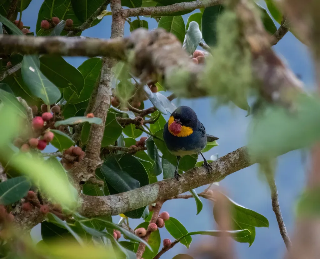 紫背彩裸鼻雀（Iridosornis porphyrocephalus）