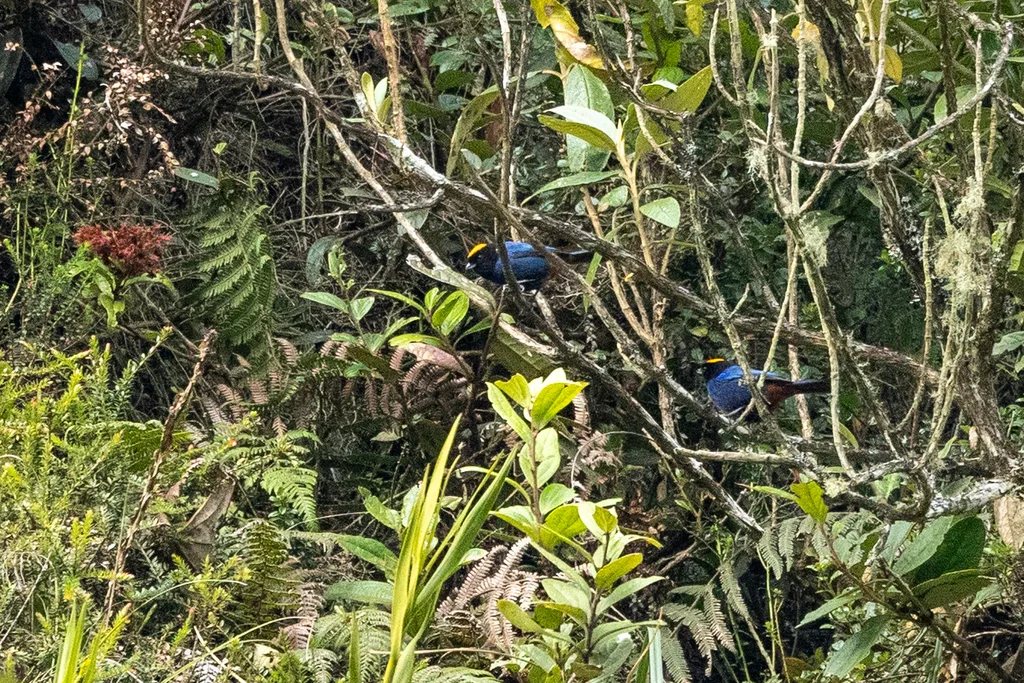 金顶彩裸鼻雀(Iridosornis rufivertex)