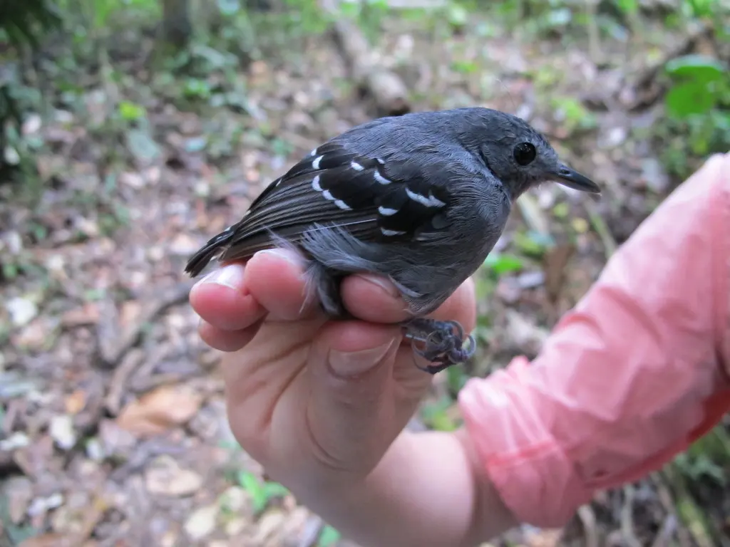淡喉蚁鹩(Isleria hauxwelli)