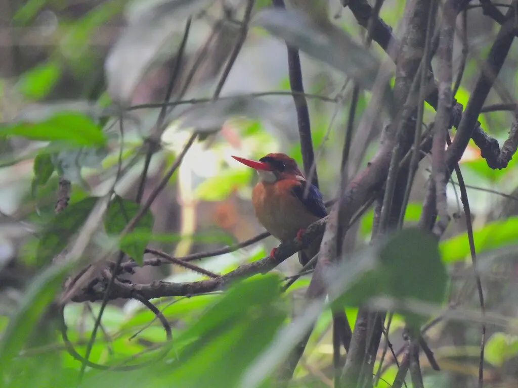 红头小翠鸟(Ispidina lecontei)