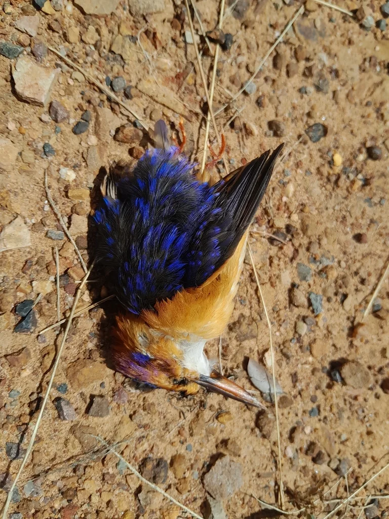 粉颊小翠鸟(Ispidina picta)