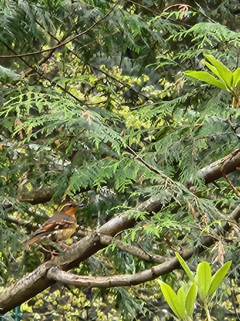 杂色鸫(Ixoreus naevius)