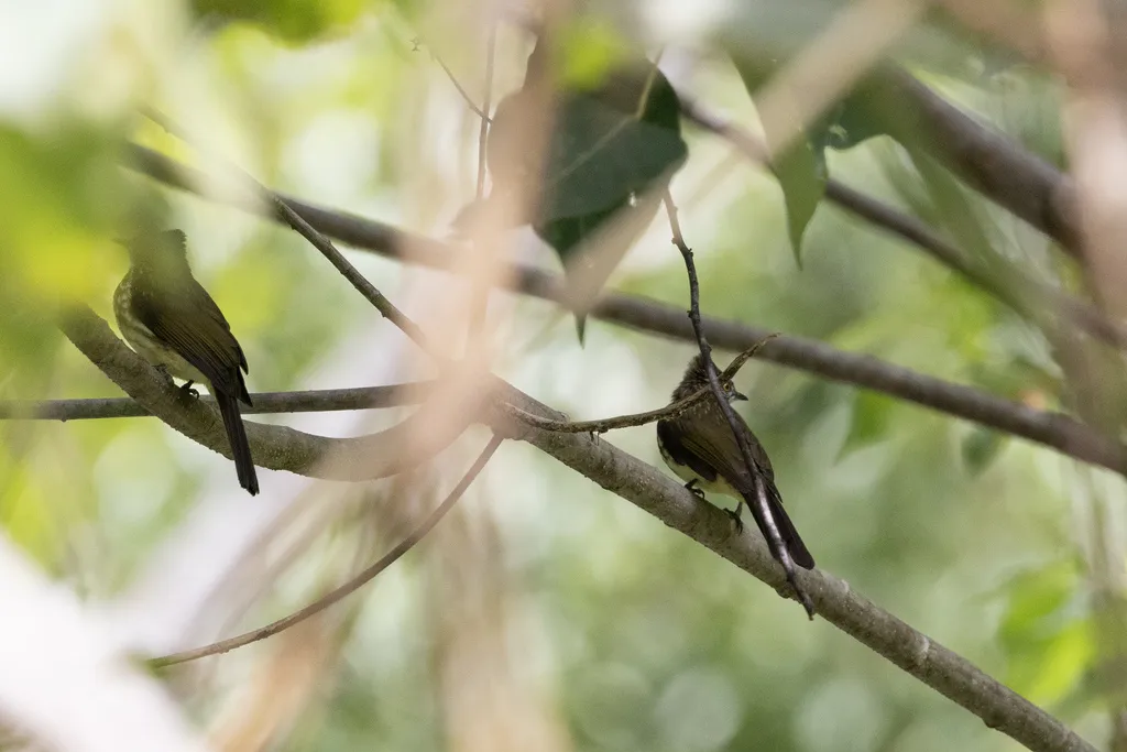 条纹鹎(Ixos leucogrammicus)