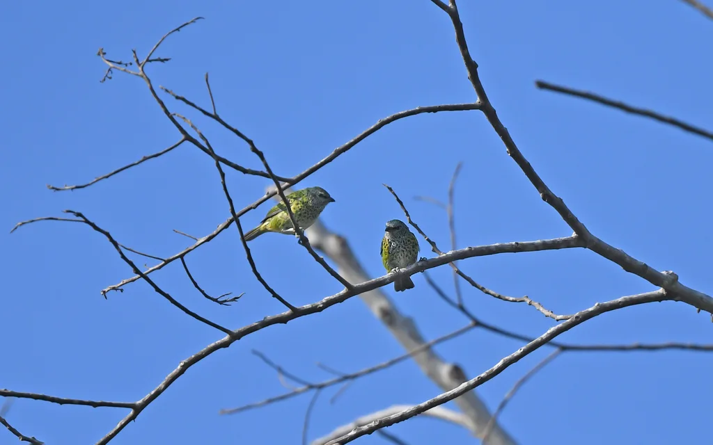 斑靓唐纳雀(Ixothraupis punctata)