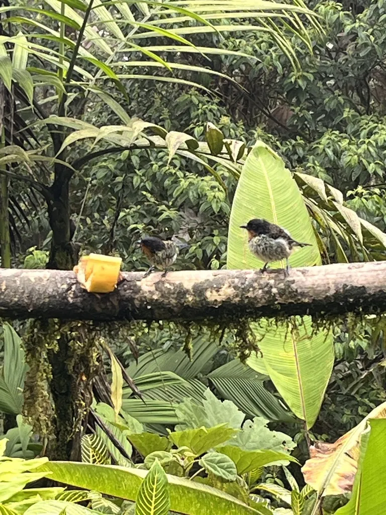 棕喉靓唐纳雀(Ixothraupis rufigula)