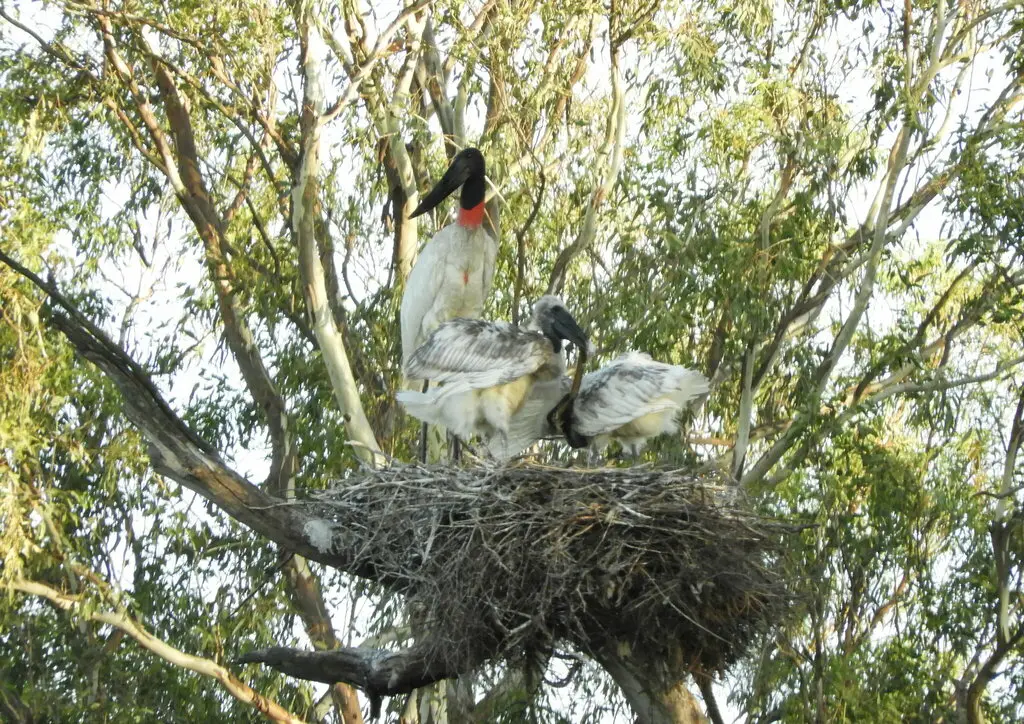 裸颈鹳(Jabiru mycteria)