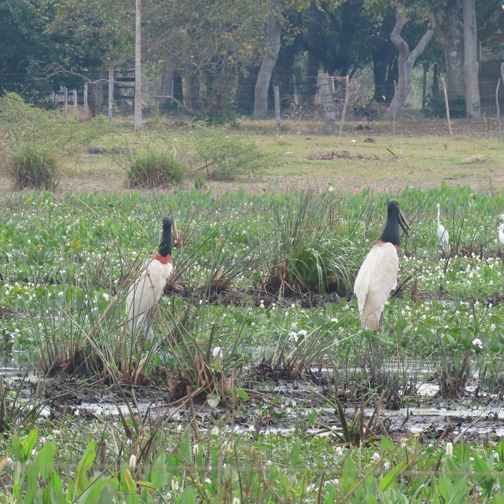 裸颈鹳(Jabiru mycteria)